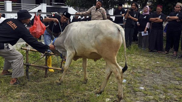 Pelatihan Penyembelihan Hewan Kurban Jelang Idul Adha