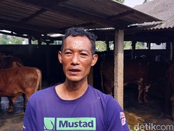 Melihat Persiapan Peternak Sapi di Sanan Kota Malang Jelang Iduladha