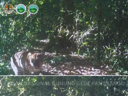 Saat Macan Tutul dan Kumbang Terekam Kamera Gunung Gede Pangrango