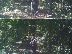 Macan Tutul & Macan Kumbang Terekam Kamera Gunung Gede-Pangrango, Ini Perbedaannya