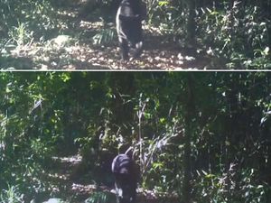 Pengelola Gede Pangrango Minta Maaf Unggah Video Lawas Macan Tutul-Kumbang Pengelola Gede Pangrango Minta Maaf Unggah Video Lawas Macan Tutul-Kumbang