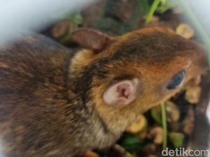 Polisi Ringkus 2 Pemuda Tasik yang Jual Kancil Lewat Medsos