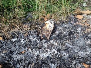 Penampakan Mentok Pemicu Laka Maut Ibu dan Anak di Bantul Penampakan Mentok Pemicu Laka Maut Ibu dan Anak di Bantul