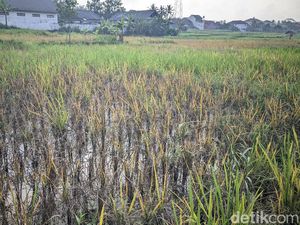 Kegundahan Petani Cigembor Ciamis gegara Serangan Hama Wereng