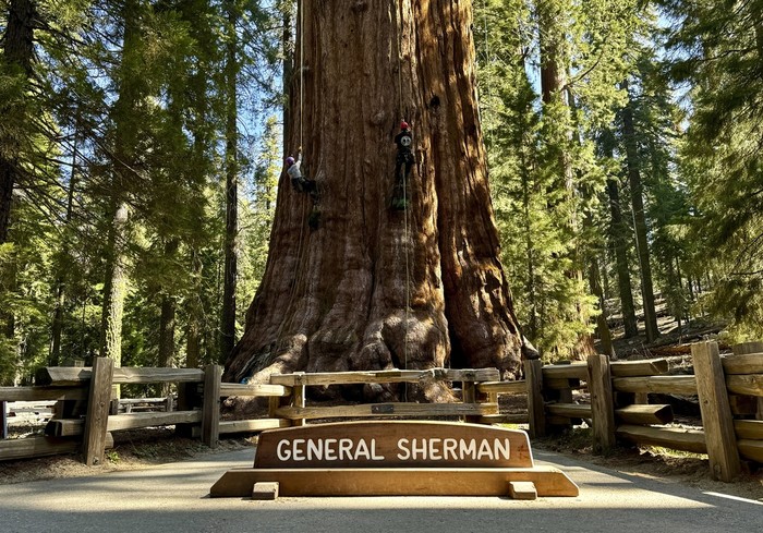 Melihat Pemeriksaan Kesehatan Pohon Terbesar di Dunia Researchers climb General Sherman, the worlds largest tree, in Sequoia National Park, Calif. on Tuesday, May 21, 2024. They inspected the 275-foot tree for evidence of bark beetles, an emerging threat to giant sequoias. (AP Photo/Terry Chea)