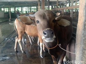 Pedagang Hewan Kurban Dilarang Jualan di Pinggir Jalan Palembang Pedagang Hewan Kurban Dilarang Jualan di Pinggir Jalan Palembang