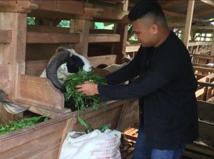 Penjual Hewan Kurban di Lebak Kebanjiran Order, Omzet Naik 50%