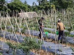 Petani Cabai di Sukabumi Rugi Ratusan Juta gegara Serangan Hama Patek