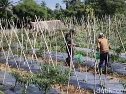 Petani Cabai di Sukabumi Rugi Ratusan Juta gegara Serangan Hama Patek