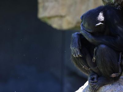 Potret Pilu Simpanse Berbulan-bulan Gendong Jasad Anaknya