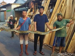 Hii! Ular Piton 3,5 Meter Nyaris Masuk Rumah Warga Sajen Klaten