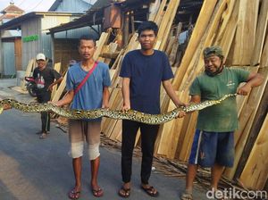 Hii! Ular Piton 3,5 Meter Nyaris Masuk Rumah Warga Sajen Klaten Hii! Ular Piton 3,5 Meter Nyaris Masuk Rumah Warga Sajen Klaten