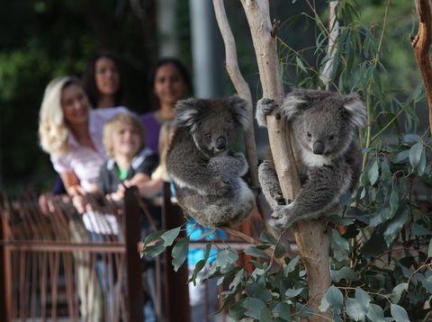 Jelajahi dan pesan aktivitas perjalananmu di Melbourne