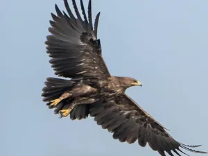 Elang pun Hindari Perang Rusia-Ukraina Saat Migrasi