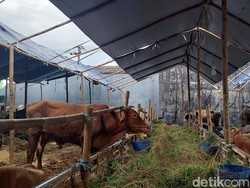 Pemkot Tolak 20 Pedagang Jual Hewan Kurban di Surabaya, Ini Alasannya