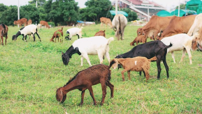 Ilustrasi kambing