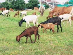 Berapa Syarat Minimal Umur Kambing yang Akan Disembelih?