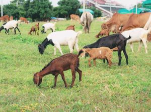 Lagi! Aksi Pencurian 7 Ekor Kambing di Depok, Hanya Tersisa Jeroan Lagi! Aksi Pencurian 7 Ekor Kambing di Depok, Hanya Tersisa Jeroan