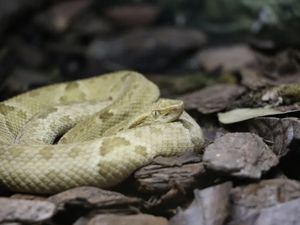 Ilmuwan Ungkap Ganasnya Ribuan Ular di Pulau Paling Berbahaya
