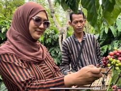 Melihat Desa Bangelan Malang Penghasil 260 Ton Kopi Sejak Zaman Belanda