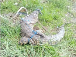 Buaya 2 Meter di Mamuju Tengah Ditangkap Warga, Pernah Terkam 2 Bocah