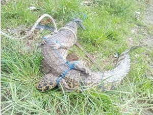 Buaya 2 Meter di Mamuju Tengah Ditangkap Warga, Pernah Terkam 2 Bocah Buaya 2 Meter di Mamuju Tengah Ditangkap Warga, Pernah Terkam 2 Bocah
