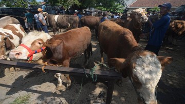 Harga Sapi di Klaten Naik hingga Rp 1 Juta Per Ekor