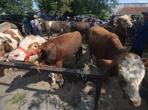 Harga Sapi di Klaten Naik hingga Rp 1 Juta Per Ekor