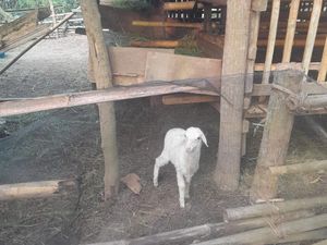 Kagetnya Kristanto Saat 12 Dombanya Dimaling, Tinggal 1 Cempe Kagetnya Kristanto Saat 12 Dombanya Dimaling, Tinggal 1 Cempe