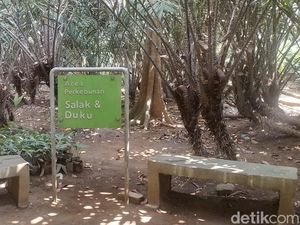 7 Fakta Agrowisata Cagar Buah Condet Upaya Menjaga Betawi 7 Fakta Agrowisata Cagar Buah Condet Upaya Menjaga Betawi