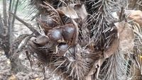 Melihat Salak Khas Jakarta yang Langka di Cagar Buah Condet