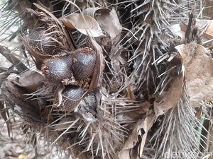 Melihat Salak Khas Jakarta yang Langka di Cagar Buah Condet