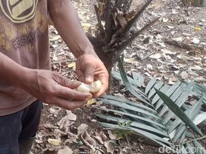 Cagar Buah Condet, Benteng Terakhir Salak Condet Khas Jakarta
