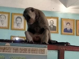 Monyet Nakal Pengganggu Siswa MI Walisongo Gresik Tertangkap di Ruang Guru Monyet Nakal Pengganggu Siswa MI Walisongo Gresik Tertangkap di Ruang Guru