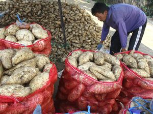 Senangnya Panen Ubi Jalar di Malang