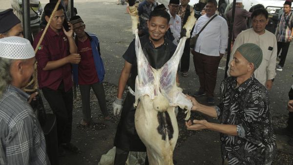 Intip Pelatihan Penyembelihan Hewan Kurban di Sukabumi