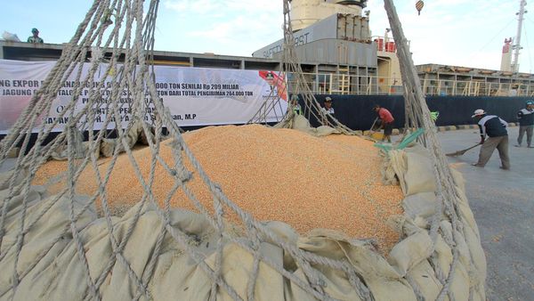 50 Ribu Ton Jagung Diekspor ke Filipina