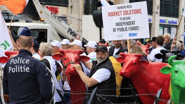 Peternak Sapi di Belgia Demo, Menuntut Harga Susu yang Adil