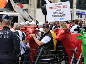 Peternak Sapi di Belgia Demo, Menuntut Harga Susu yang Adil