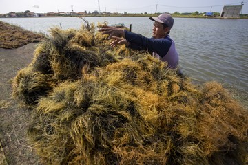 Melihat Proses Panen Rumput Laut di Indramayu