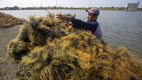 Melihat Proses Panen Rumput Laut di Indramayu