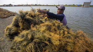 Melihat Proses Panen Rumput Laut di Indramayu