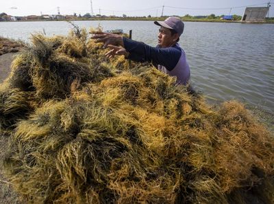 Melihat Proses Panen Rumput Laut di Indramayu