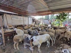 Ini Ciri Hewan Kurban Terbaik Menurut Hadits Rasulullah SAW