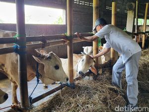 Cerita Pedagang Hewan Kurban di Bantul Sulit Kulakan Sapi