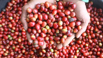 Pemerintah Kucurkan Rp 40 Miliar buat Pulihkan Kebun Kopi di Aceh
