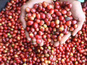 Pemerintah Kucurkan Rp 40 Miliar buat Pulihkan Kebun Kopi di Aceh
