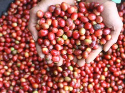 Pemerintah Kucurkan Rp 40 Miliar buat Pulihkan Kebun Kopi di Aceh