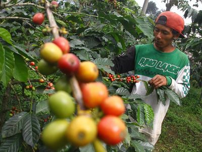 Produksi Kopi di Lereng Gunung Bromo Capai 4,5 Ton Per Tahun