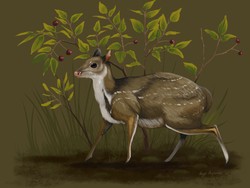 Penemuan Fosil Rusa Purba Mirip Kucing, Hidup 32 Juta Tahun Lalu